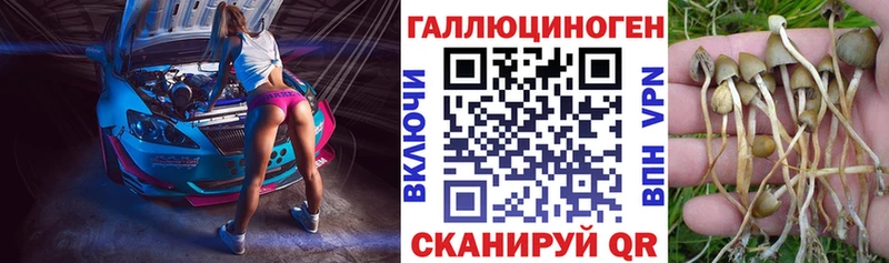 Купить где  Луза  Галлюциногенные грибы Psilocybe 